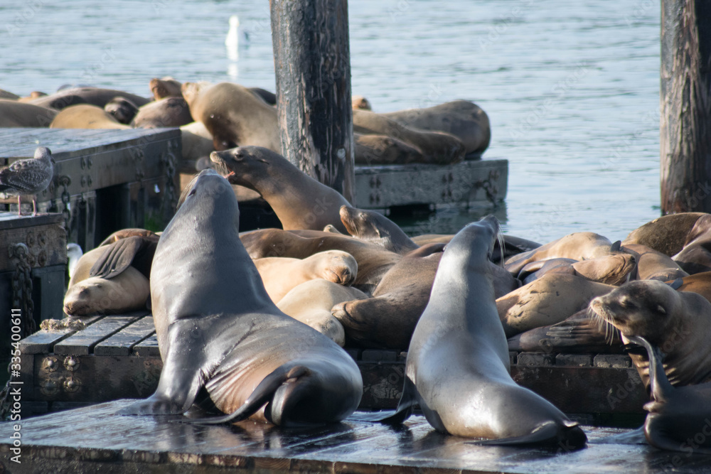 Fototapeta premium seal