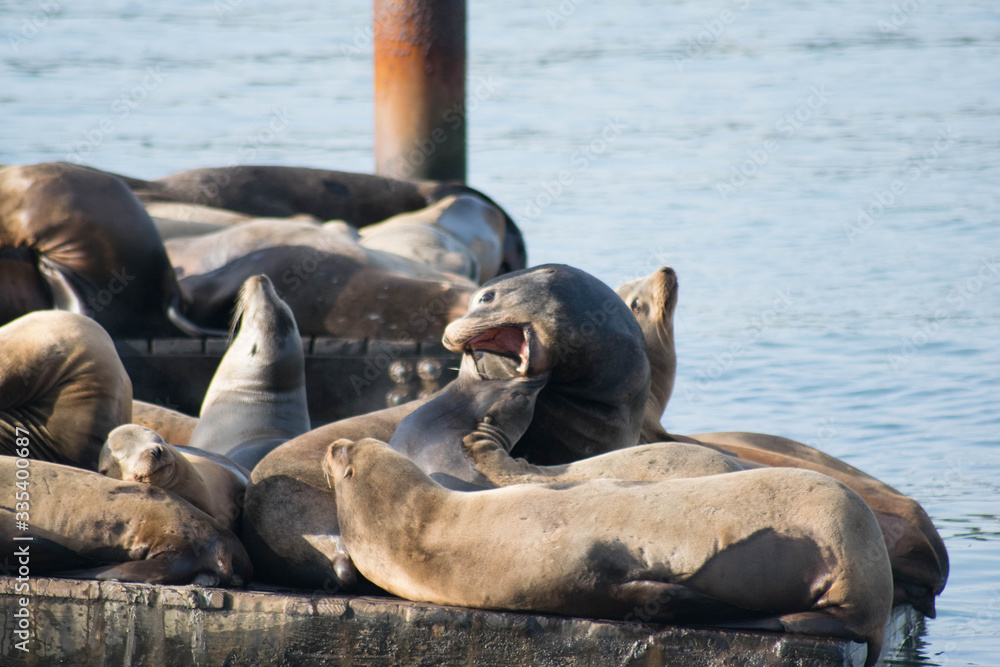 Fototapeta premium seal
