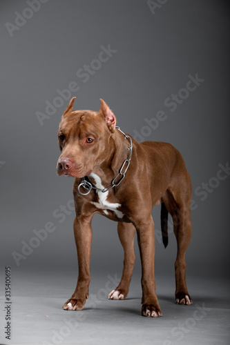 Beautiful pit bull terrier dog on the backgrounds