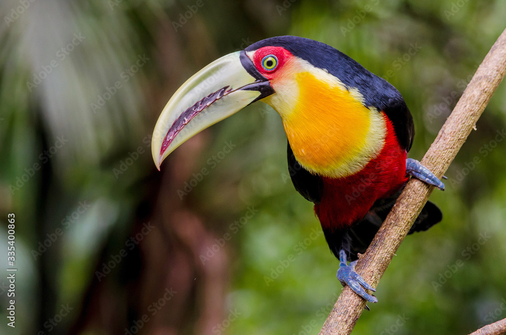 Fototapeta premium Portrait of a Red-breasted Toucan