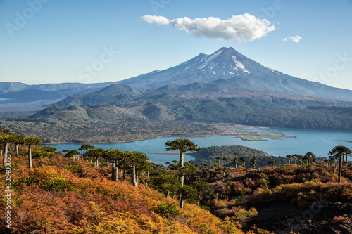 Conguillio National Park  with Chilean Pine Araucaria and Llaima volcano photo