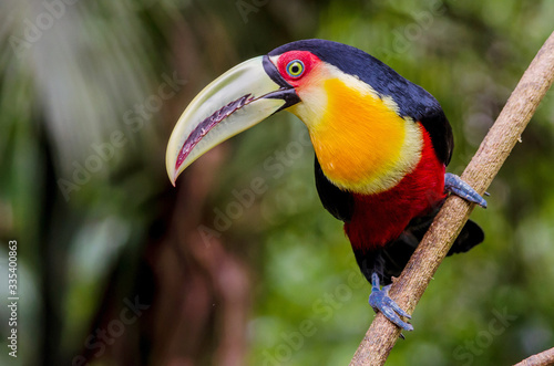 Portrait of a Red-breasted Toucan photo