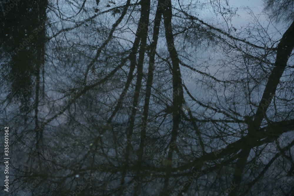 Trees reflecting inside a pond Trees reflecting inside a pond