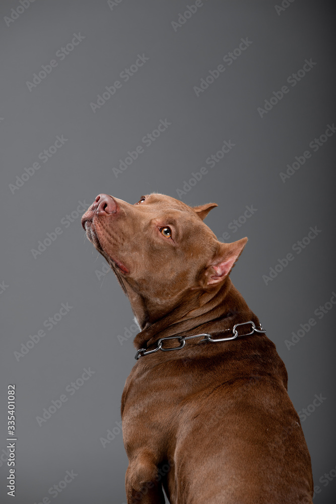 Beautiful pit bull terrier dog on the backgrounds