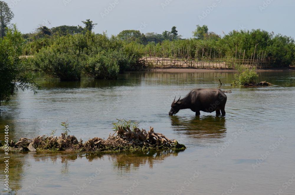Buffalo drinking water at the mekong river in Laos Buffalo drinking water at the mekong river in Laos