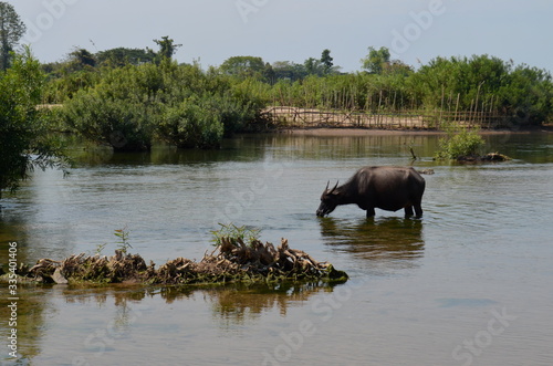 Buffalo drinking water at the mekong river in Laos