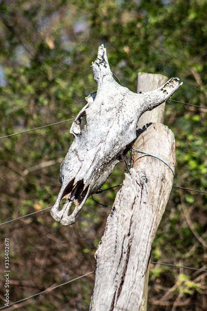 skull of cow on fence in farm in Brazil