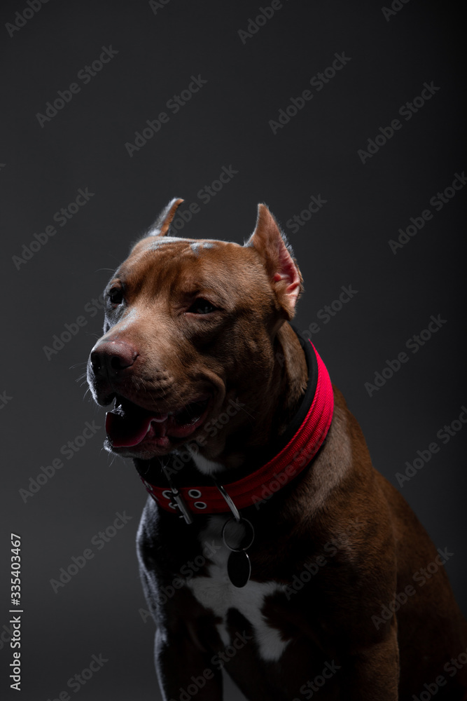 beautiful dog pit bull terrier breed in the studio