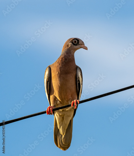 bare-eyed pigeon on a wire