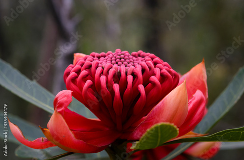 Waratah flower, Muogamarra Nature Reserve Australia photo