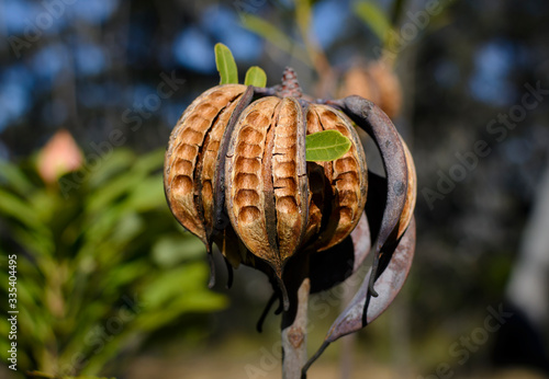 Waratah seed pods, Muogamarra Nature Reserve Australia photo