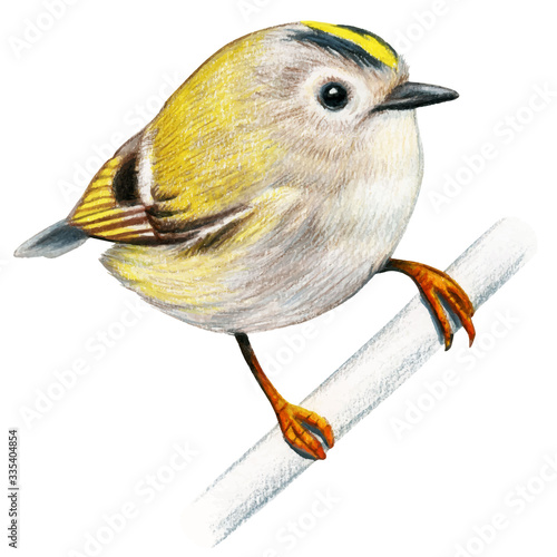 Goldcrest hand drawn bird watercolor colored pencils