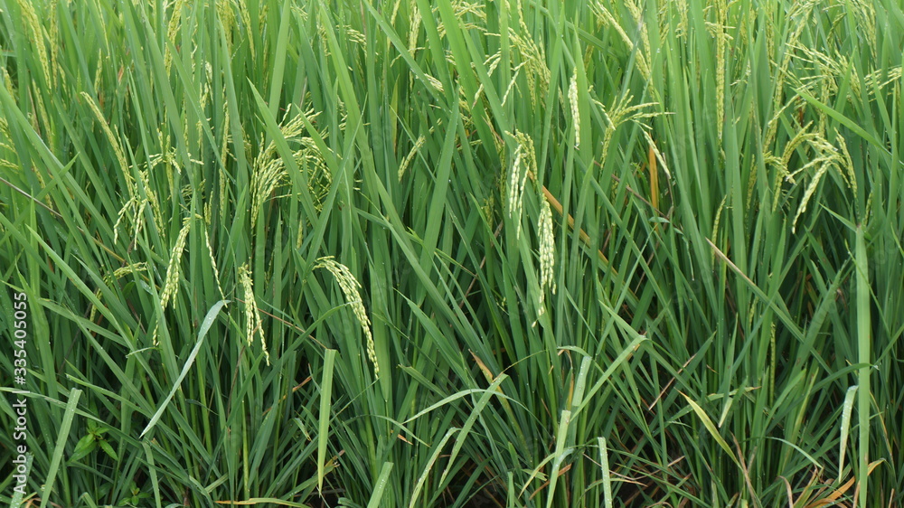 green rice field in the morning green rice field in the morning