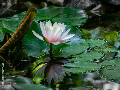 White with pink water lily or lotus flower Marliacea Rosea in garden pond. Magic close-up ofnymphaea with water drops, reflected in water. Flower landscape for nature wallpaper photo