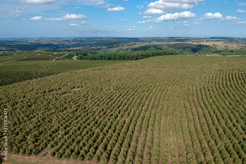 Aerial view of coffee seedlings being irrigated in the drip system © AlfRibeiro