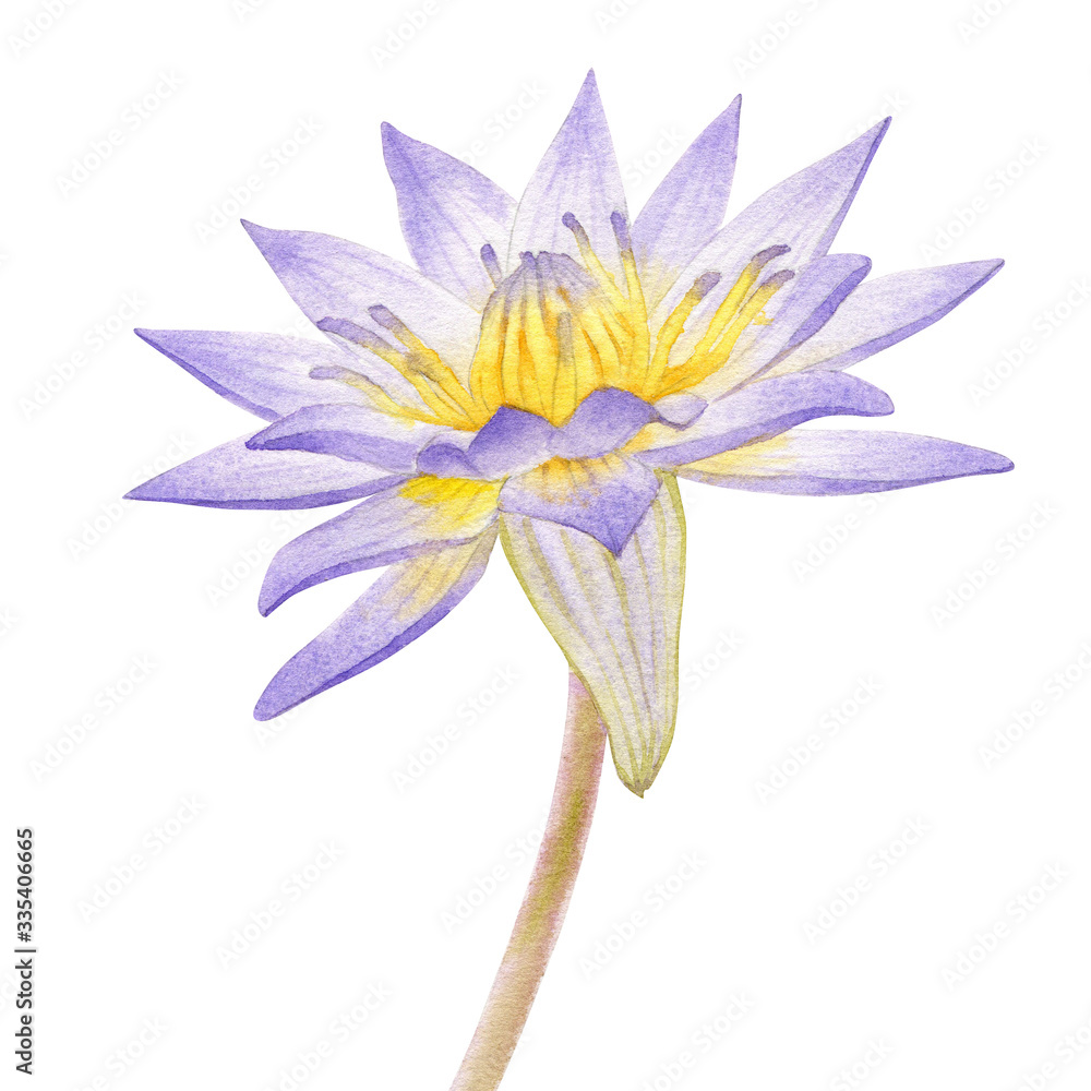 Flowers blue Egyptian lotus (Nymphaea caerulea). Watercolor hand drawn painting illustration isolated on white background. Flowers blue Egyptian lotus (Nymphaea caerulea). Watercolor hand drawn painting illustration isolated on white background.