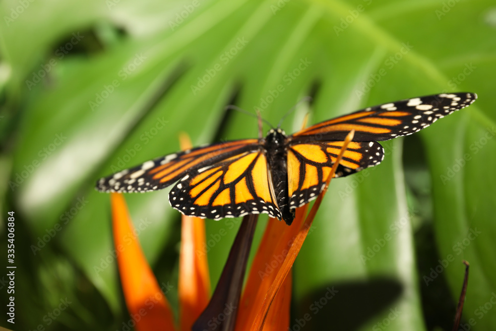 Beautiful monarch butterfly on flower in garden