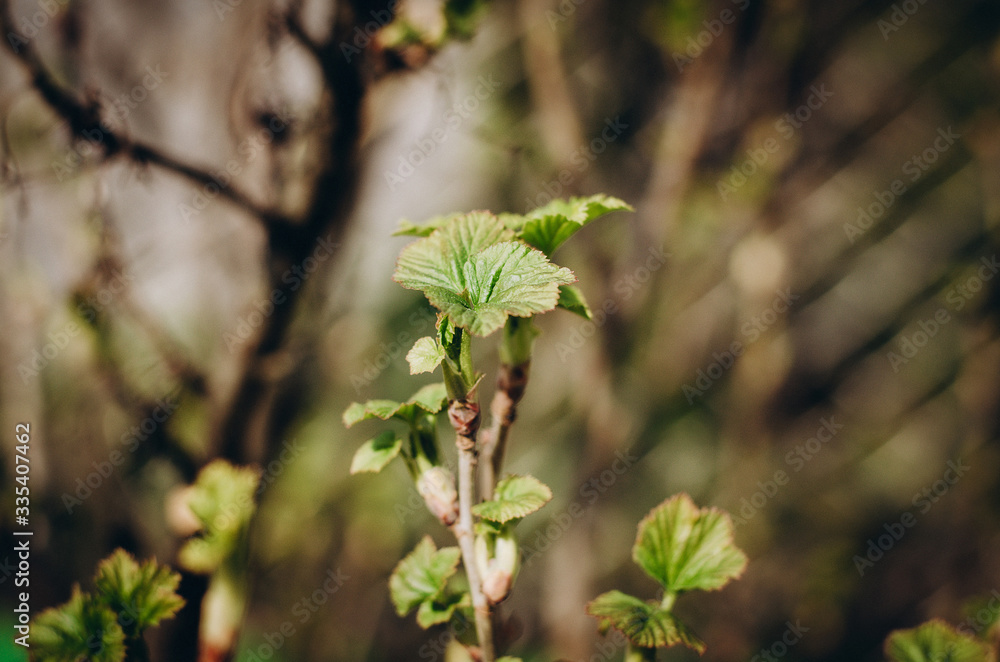 Obraz premium green leaves from the currant bush