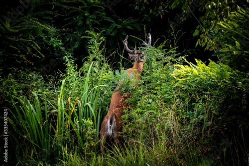 deer leap  © CLINTON