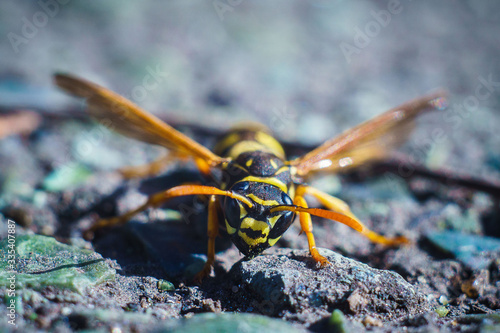 Wasp in early spring on the street sits on the ground. © dobryachok839