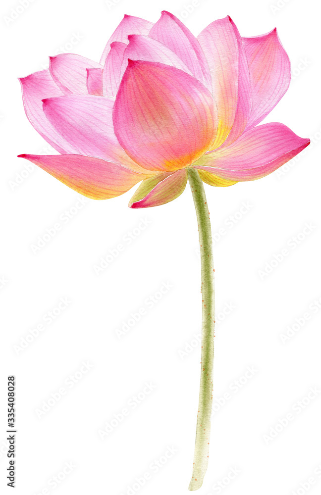 Hand drawn watercolor botanical illustration of Lotus flower pink. Element for design of invitations, movie posters, fabrics and other objects. Symbol of India, yoga and meditation. Hand drawn watercolor botanical illustration of Lotus flower pink. Element for design of invitations, movie posters, fabrics and other objects. Symbol of India, yoga and meditation.
