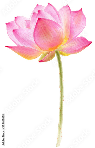 Hand drawn watercolor botanical illustration of Lotus flower pink. Element for design of invitations, movie posters, fabrics and other objects. Symbol of India, yoga and meditation.