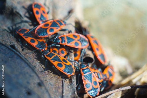 Spring, bedbugs of soldiers on dry leaves of a tree