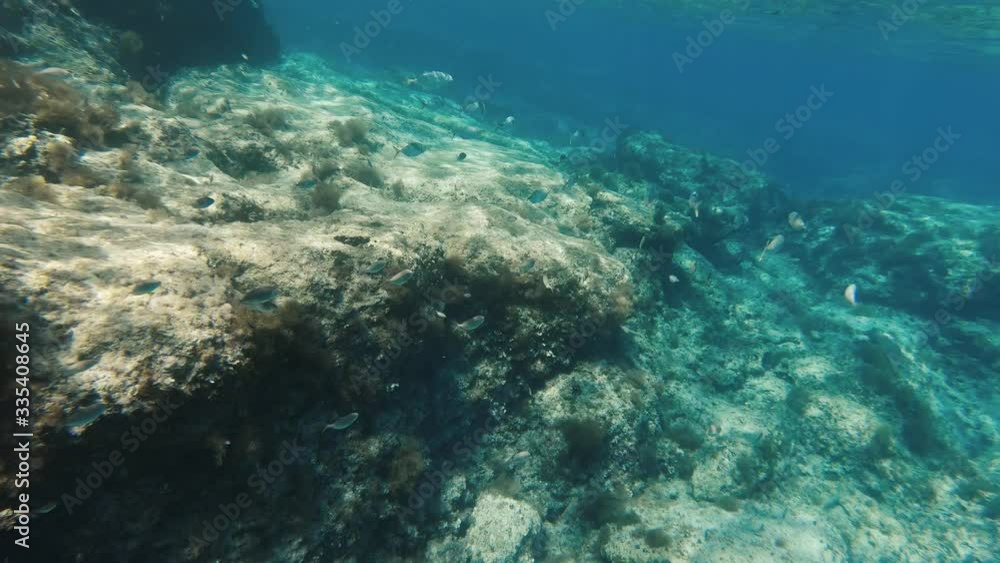 School of fish swimming along a coral reef in the Mediterranean Sea in Cyprus. Underwater shot of sea life during snorkelling. School of fish swimming along a coral reef in the Mediterranean Sea in Cyprus. Underwater shot of sea life during snorkelling.