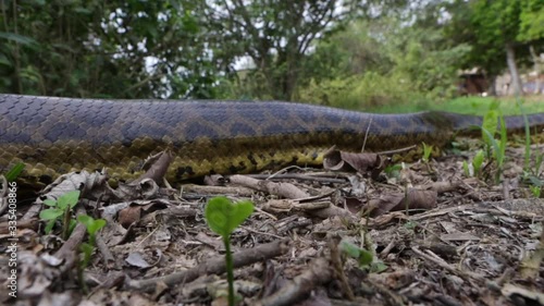 Fast Time Lapse close up of Anaconda snake, Eunectes murinus, crawling among dry leaves of Pantanal forest, Mato Grosso, Brazil. Concept of biodiversity, ecology, nature, environment and animal. 4K.