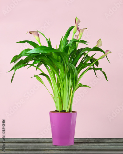 Pink calla lily in flower pot