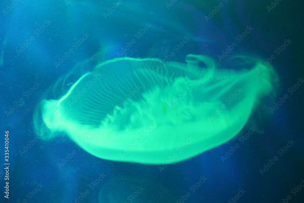 Obraz premium Colorful group of jelly fish