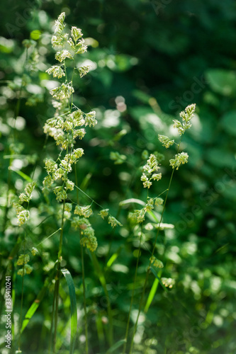 Elymus repens, beautiful herbal texture. Close-up, selective focus.