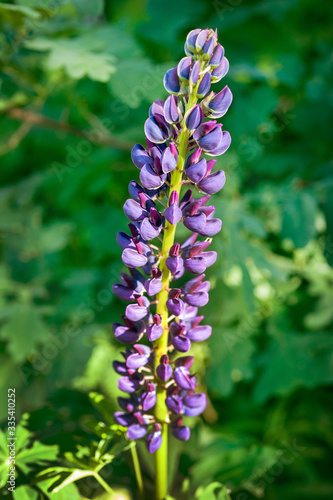 flowering lupine in spring, flower-candle, single, closeup