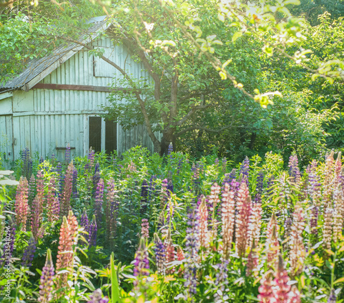 Closeup of colorful lupines bloom at sunset in old garden in spring or early ...