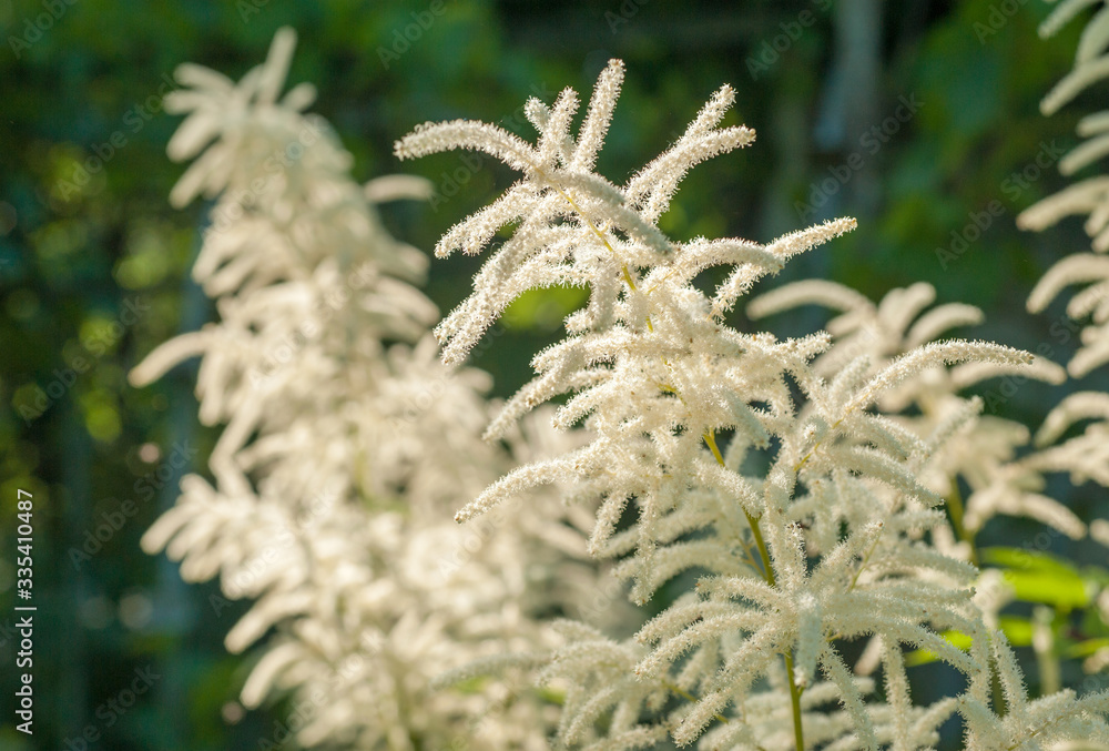 Astilbe inflorescences in the garden at spring time Astilbe inflorescences in the garden at spring time