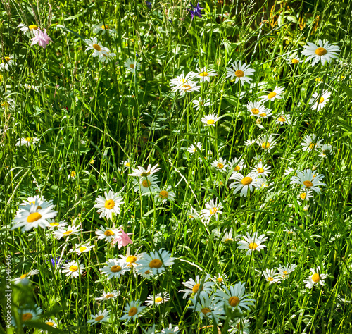 Chamomile on a background of pasture at sunset. White chamomile on green summ...