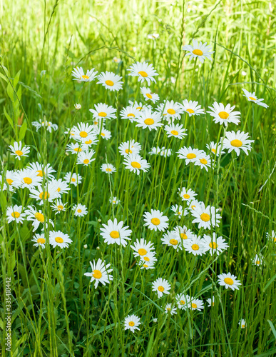 Chamomile on a background of pasture at sunset.