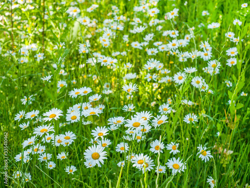 Close up of White chamomile on green summer meadow