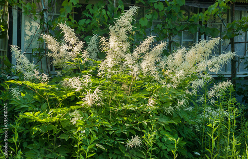 White Astilbe inflorescences in the garden