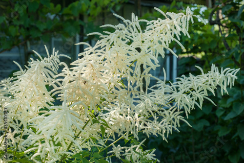 White Astilbe inflorescences in the garden in summer.
