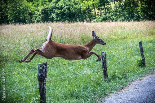 deer in over fence  photo