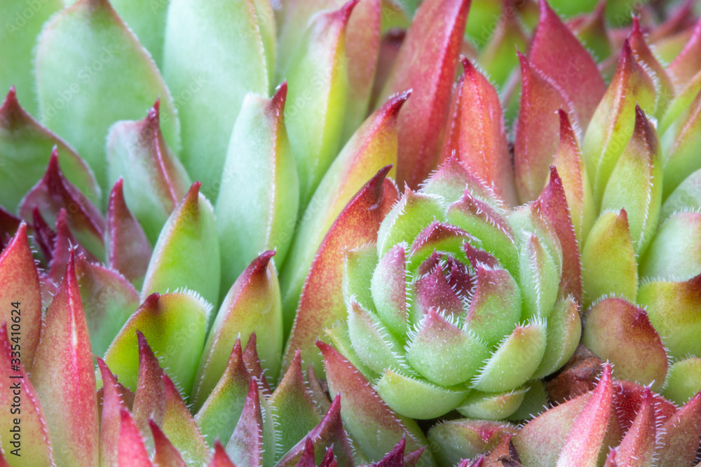 Close up image of a Sempervivum Succulent Close up image of a Sempervivum Succulent