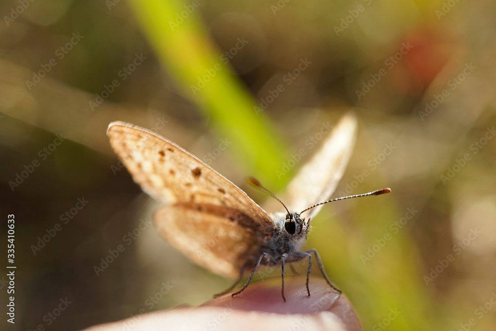 Obraz premium Bläuling auf einen Finger sitzend