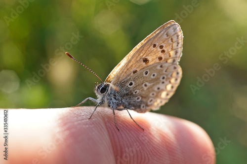 Wallpaper Mural Bläuling auf einen Finger sitzend Torontodigital.ca