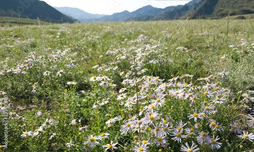 A field in the mountains with lots of Daisy flowers. Summer in the Altai mountains. Flowering meadow.