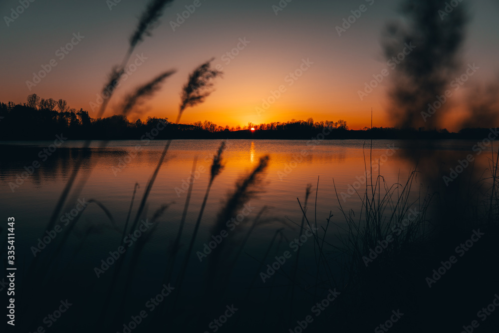 reed silhouettes at lake during sunset
