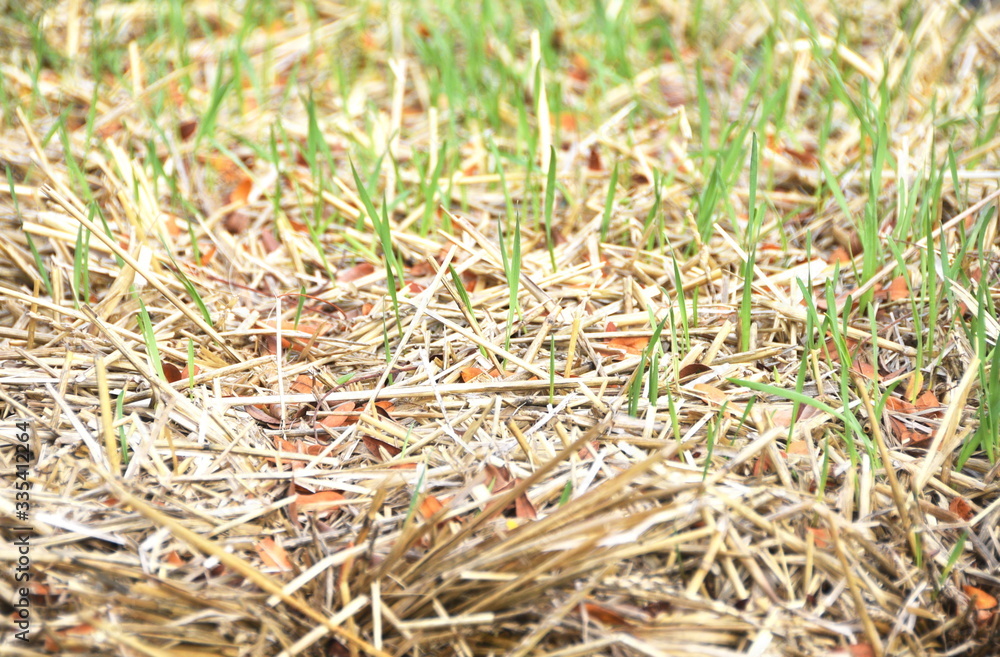 Grass Growing on Straw Bale Grass Growing on Straw Bale