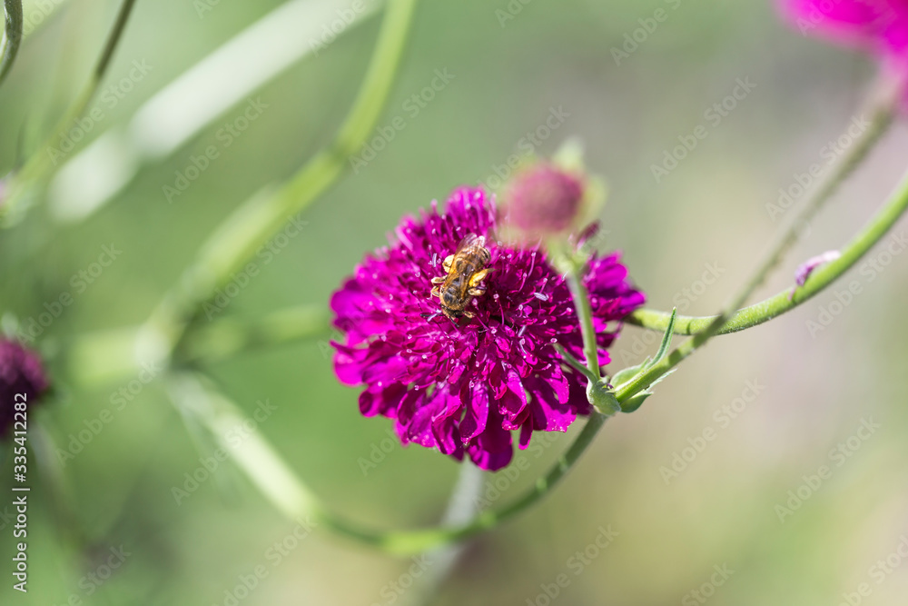 bee of blossom on a crimson pincushion flower bee of blossom on a crimson pincushion flower