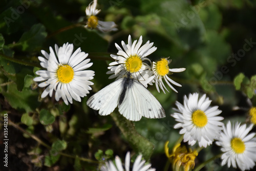 A white-black butterfly stands on a white daisys flower.
