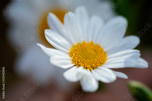 White camomile macro shot